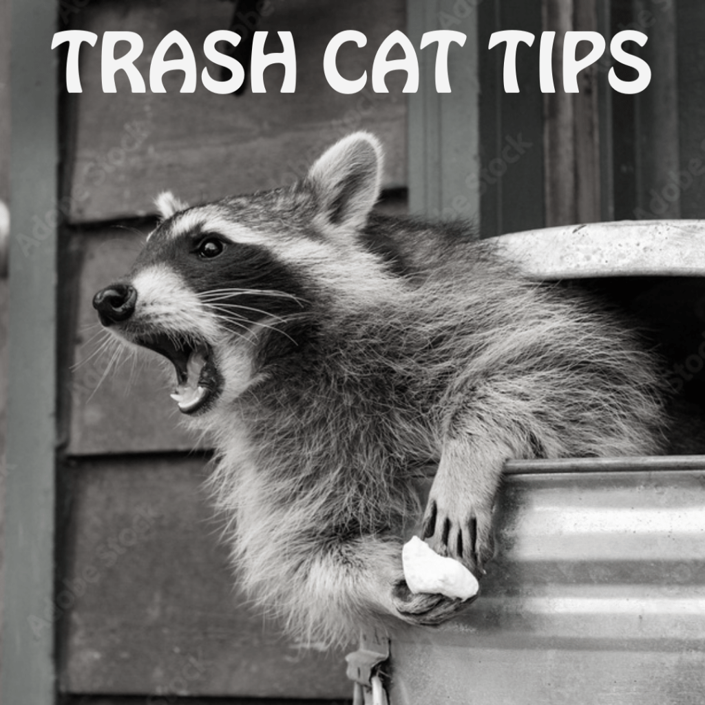 Crafting Tips from Trash Cat: Story and&nbsp;Voice